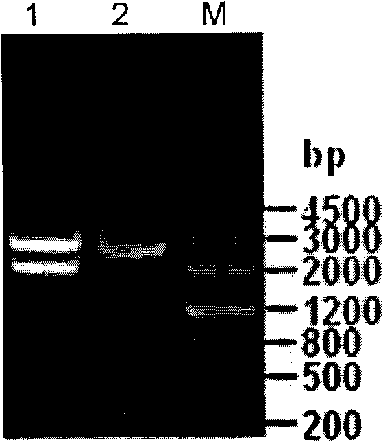 Application of protective antigen Omp25c to preparation of brucellosis vaccine