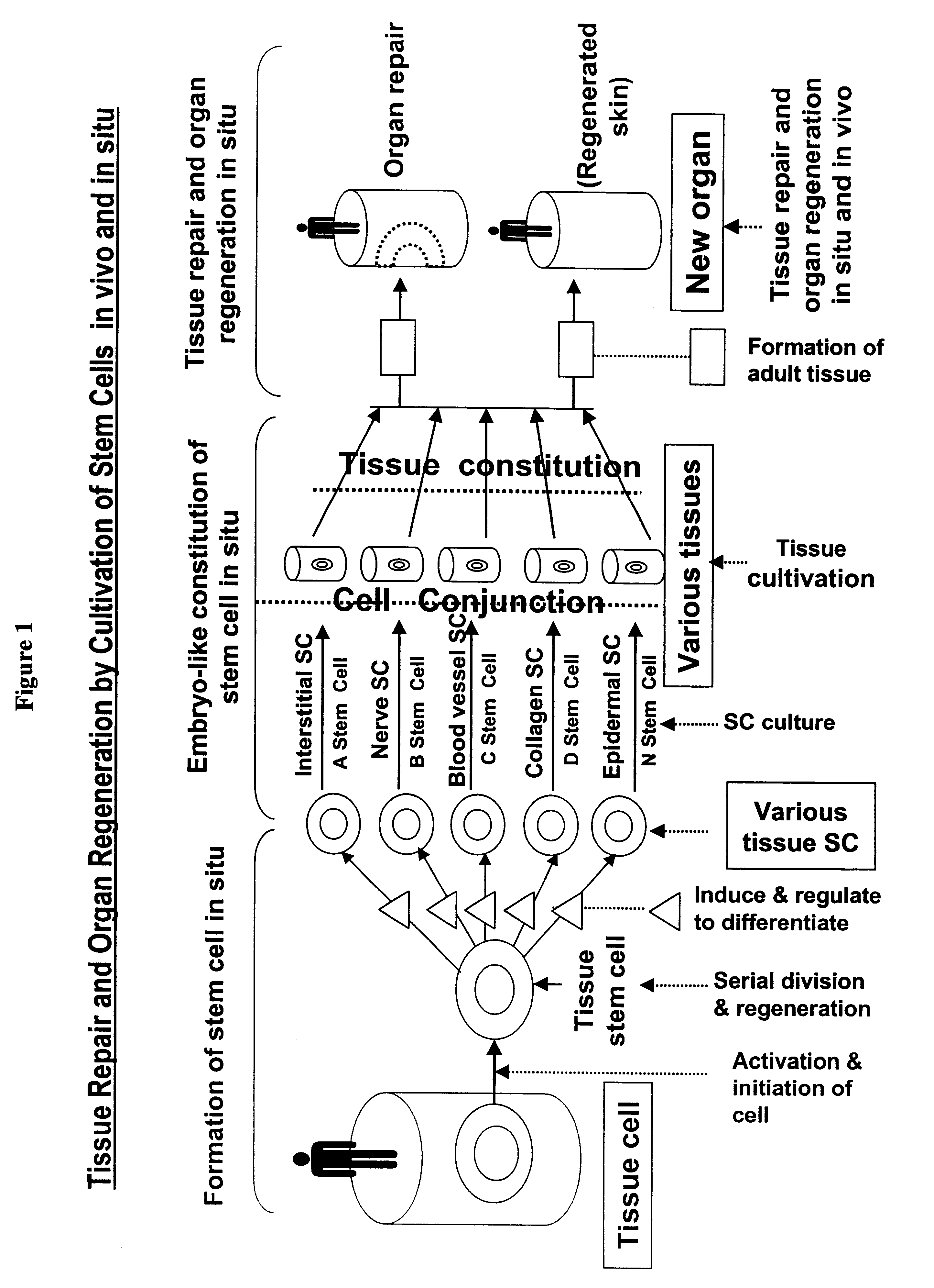 Method and composition for repairing and promoting regeneration of mucosal tissue in the gastrointestinal tract