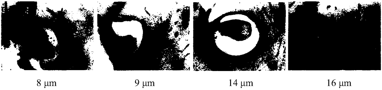 A paraffin section method for effectively observing the anatomical structure of oil palm pistil