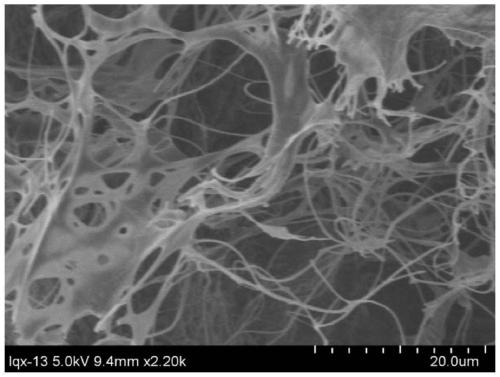 Establishment method and application of tumor cell three-dimensional model