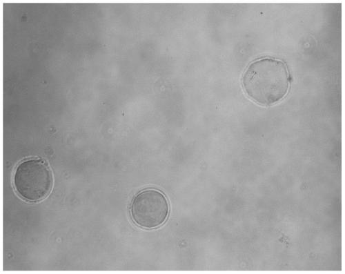 Establishment method and application of tumor cell three-dimensional model