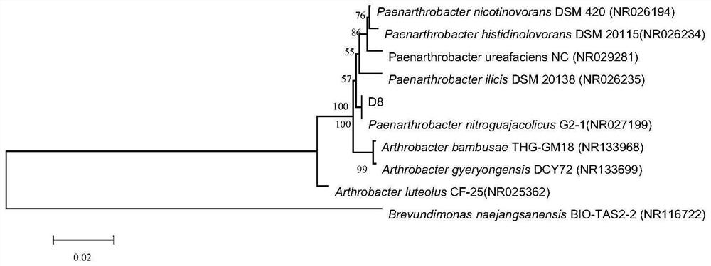 Growth-promoting microbial inoculum for inducing systematic resistance of processed tomatoes and application of growth-promoting microbial inoculum