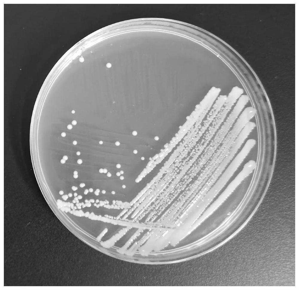 Growth-promoting microbial inoculum for inducing systematic resistance of processed tomatoes and application of growth-promoting microbial inoculum