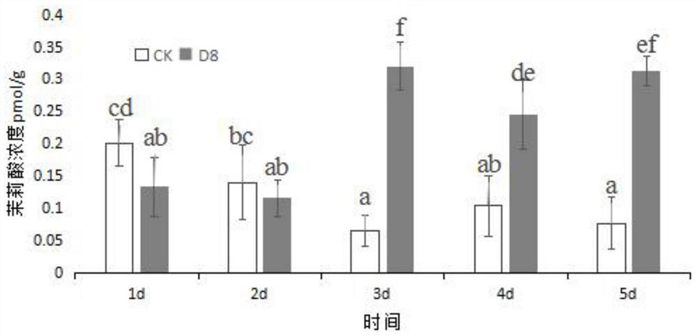 Growth-promoting microbial inoculum for inducing systematic resistance of processed tomatoes and application of growth-promoting microbial inoculum