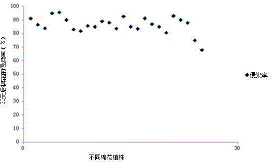 Application and method for increasing cotton yield through AM fungus infestation of cotton