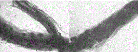 Application and method for increasing cotton yield through AM fungus infestation of cotton