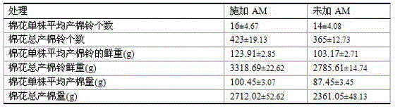 Application and method for increasing cotton yield through AM fungus infestation of cotton