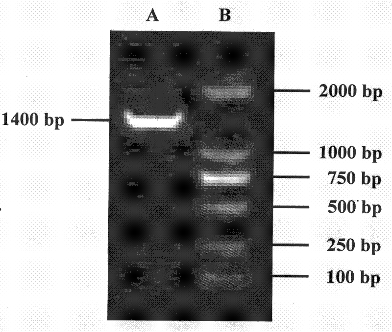 Novel cotton fungal disease-resistant gene GhMPK7 and application thereof