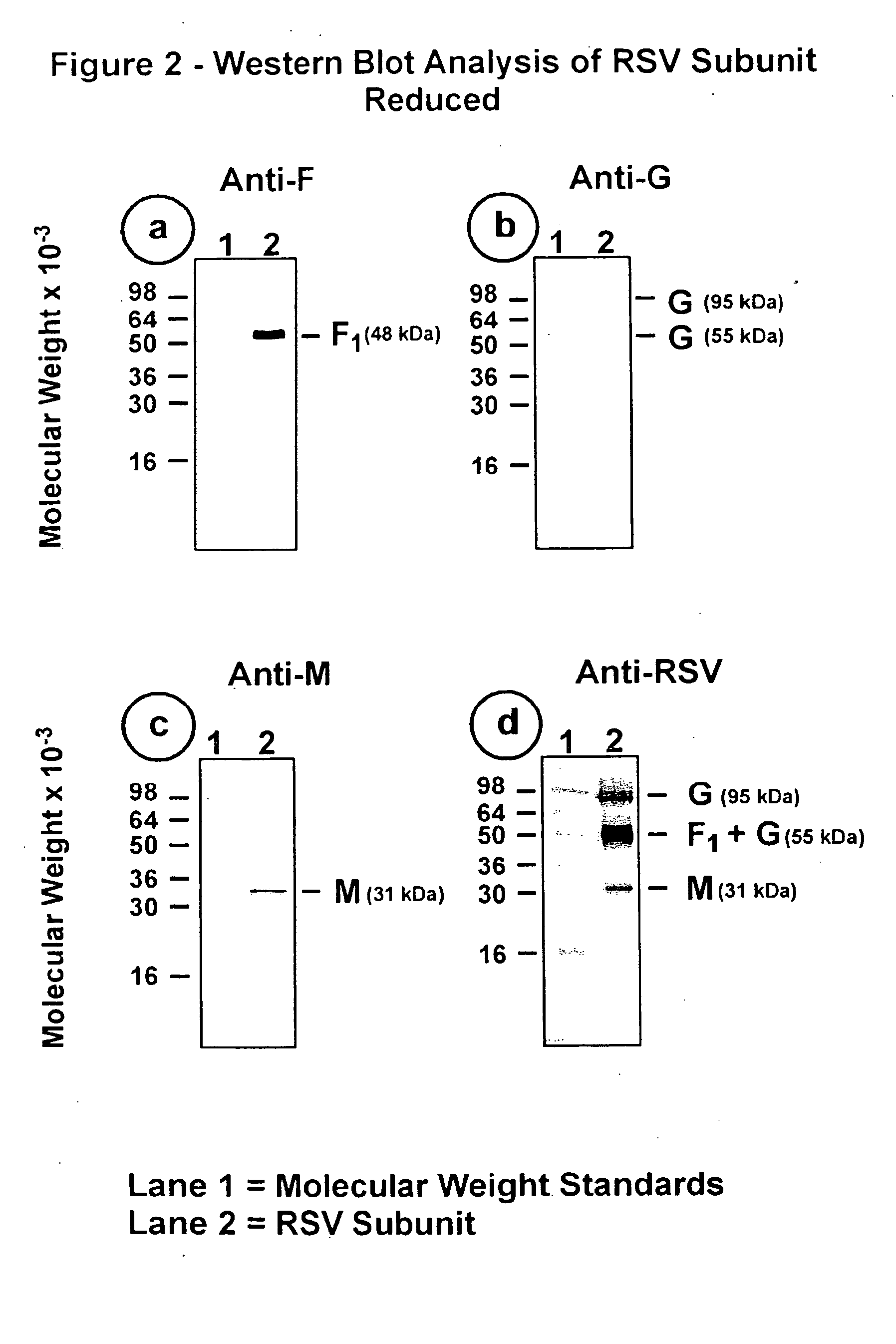 Subunit respiratory syncytial virus vaccine preparation