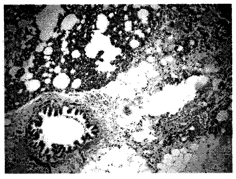 Crystalline pharmaceutical compound and preparation method and usage thereof