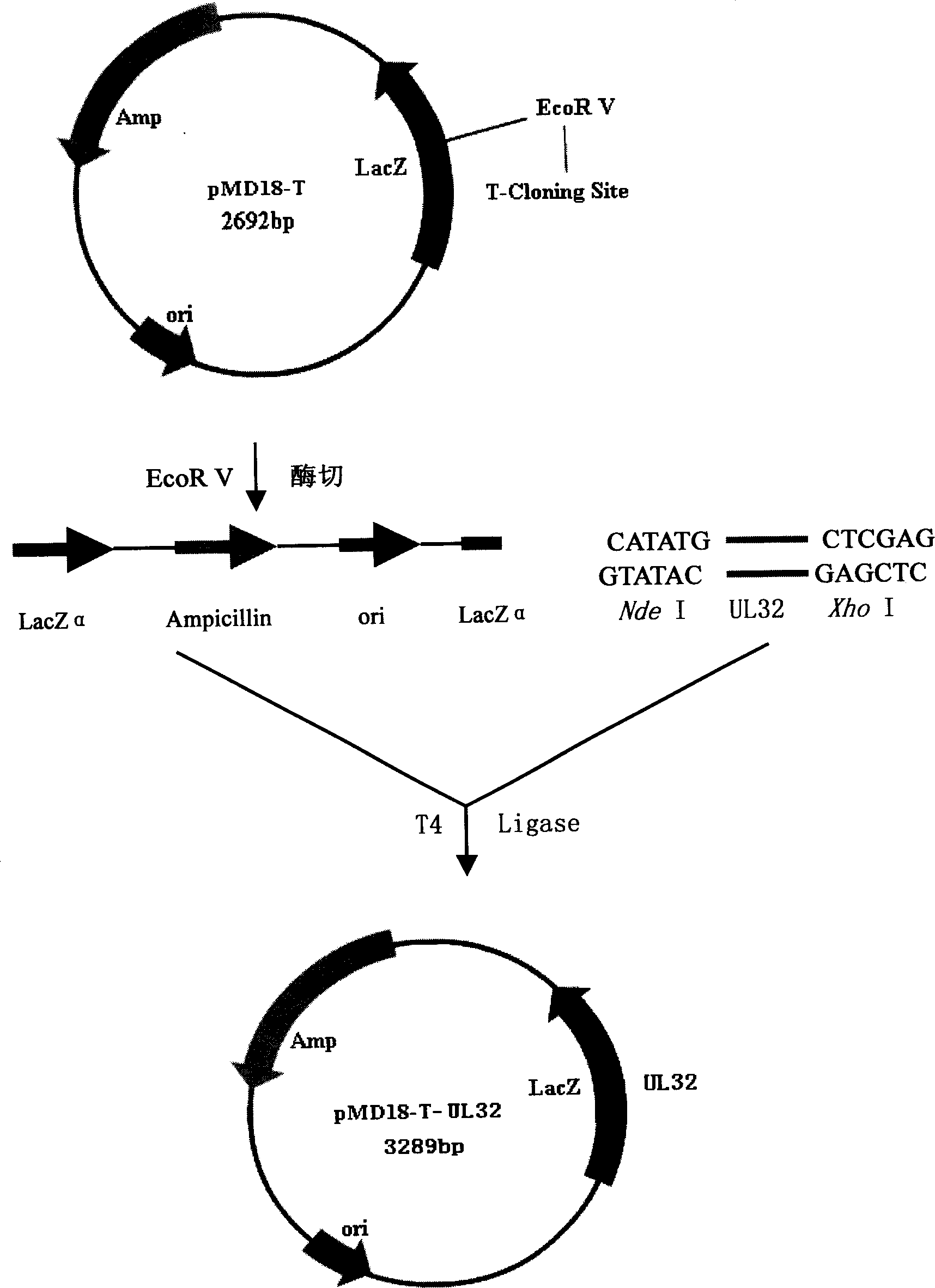 Gene recombinant human cytomegalovirus fusion protein pp150/MDBP, preparation process and application thereof