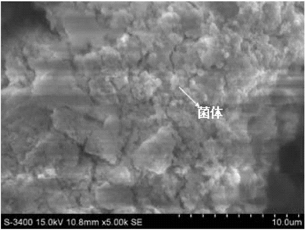 Low-alkali gel encapsulated microbial self-healing agent and application thereof