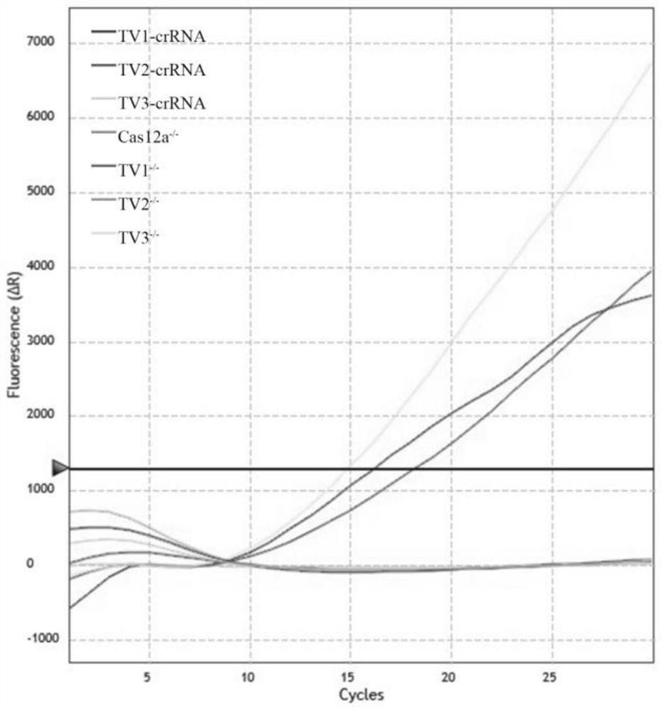 Kit and method for visually detecting trichomonas vaginalis based on RPA-CRISPR-Cas12a system