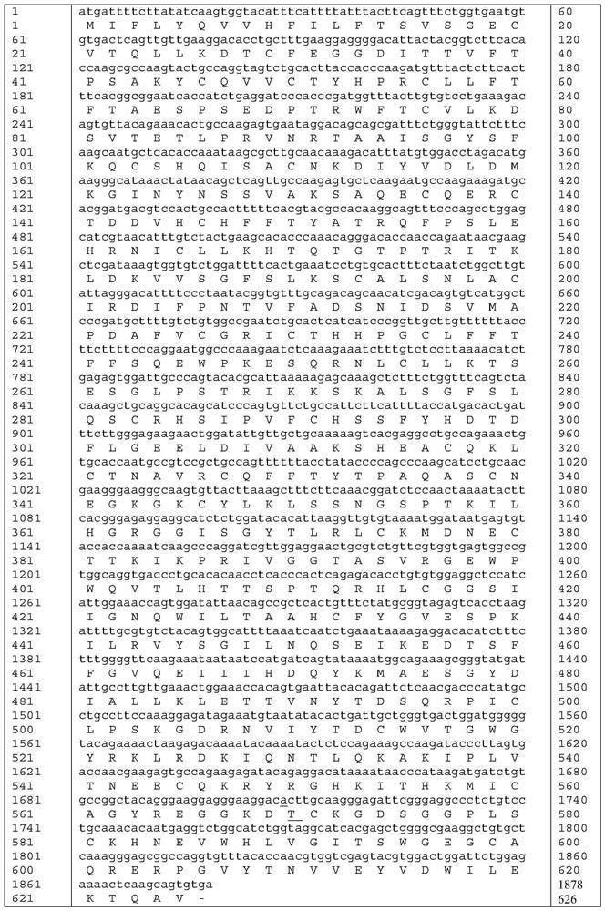 A highly active coagulation factor xi mutant ala570thr