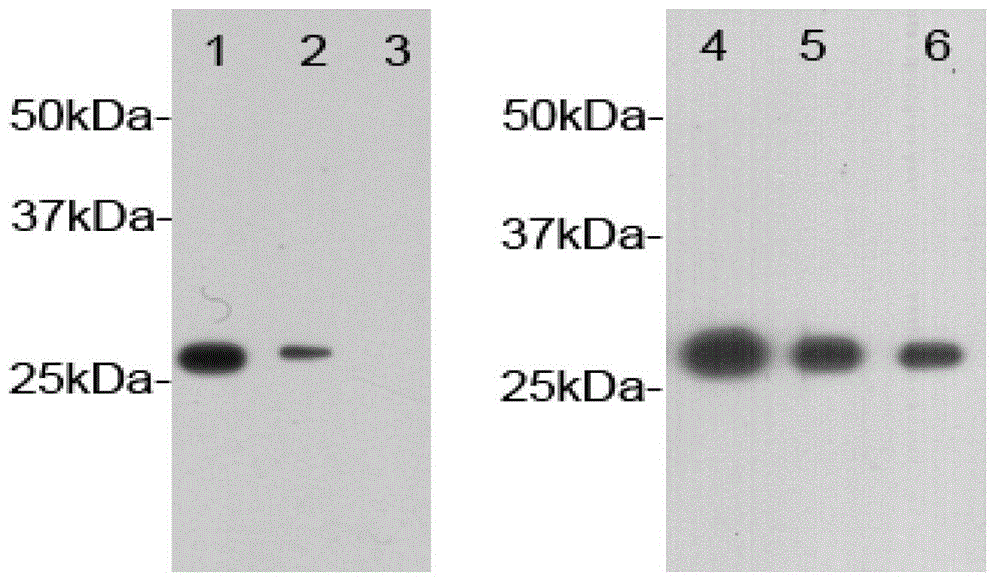 Mouse ascites inducer and application thereof