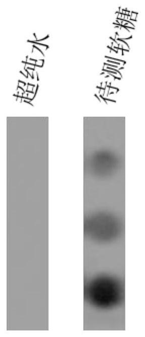 Carbohydrate binding domain specifically binding to carrageenan and its preparation and application