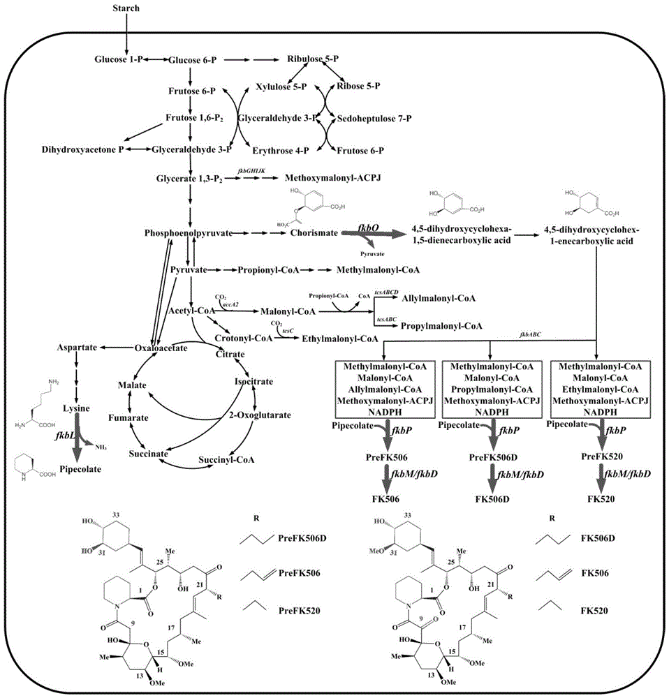 Genome-scale metabolic network model of fk506-producing strain Streptomyces tsukuba to guide next-level pathway transformation