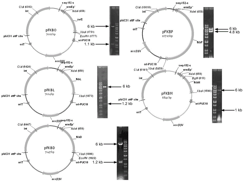 Genome-scale metabolic network model of fk506-producing strain Streptomyces tsukuba to guide next-level pathway transformation