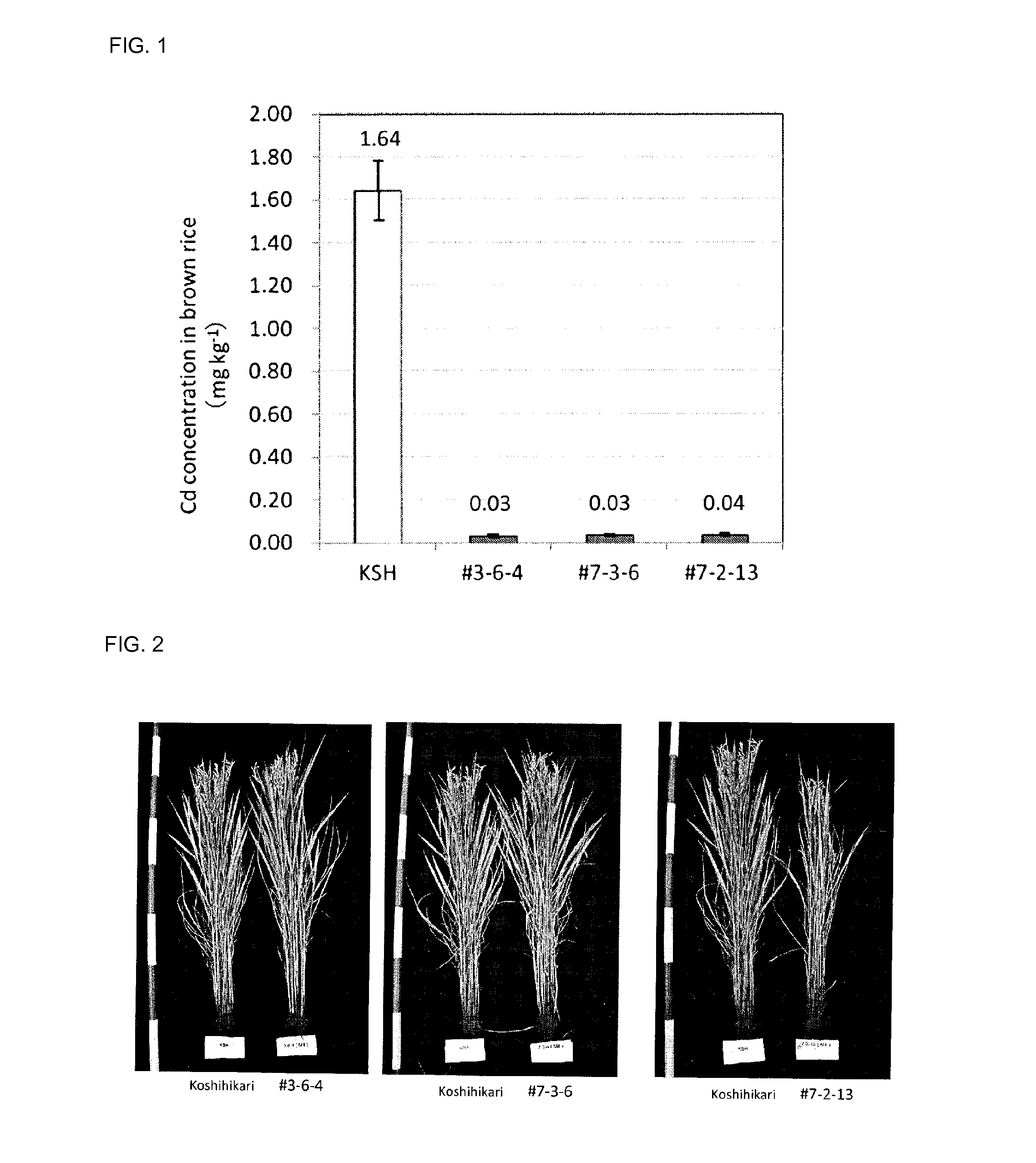 Cadmium absorption regulatory gene, protein and cadmium absorption-inhibiting rice plant