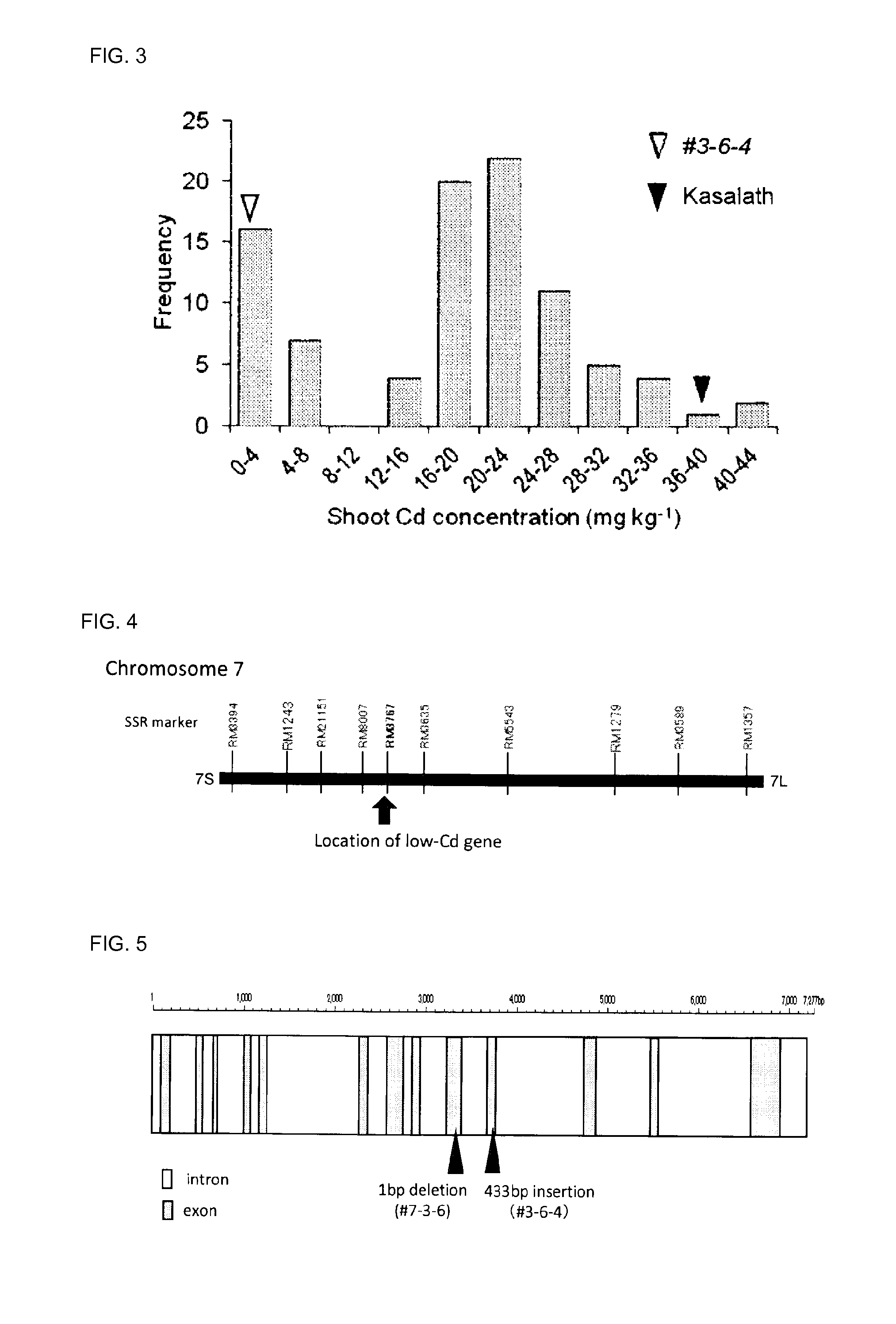 Cadmium absorption regulatory gene, protein and cadmium absorption-inhibiting rice plant