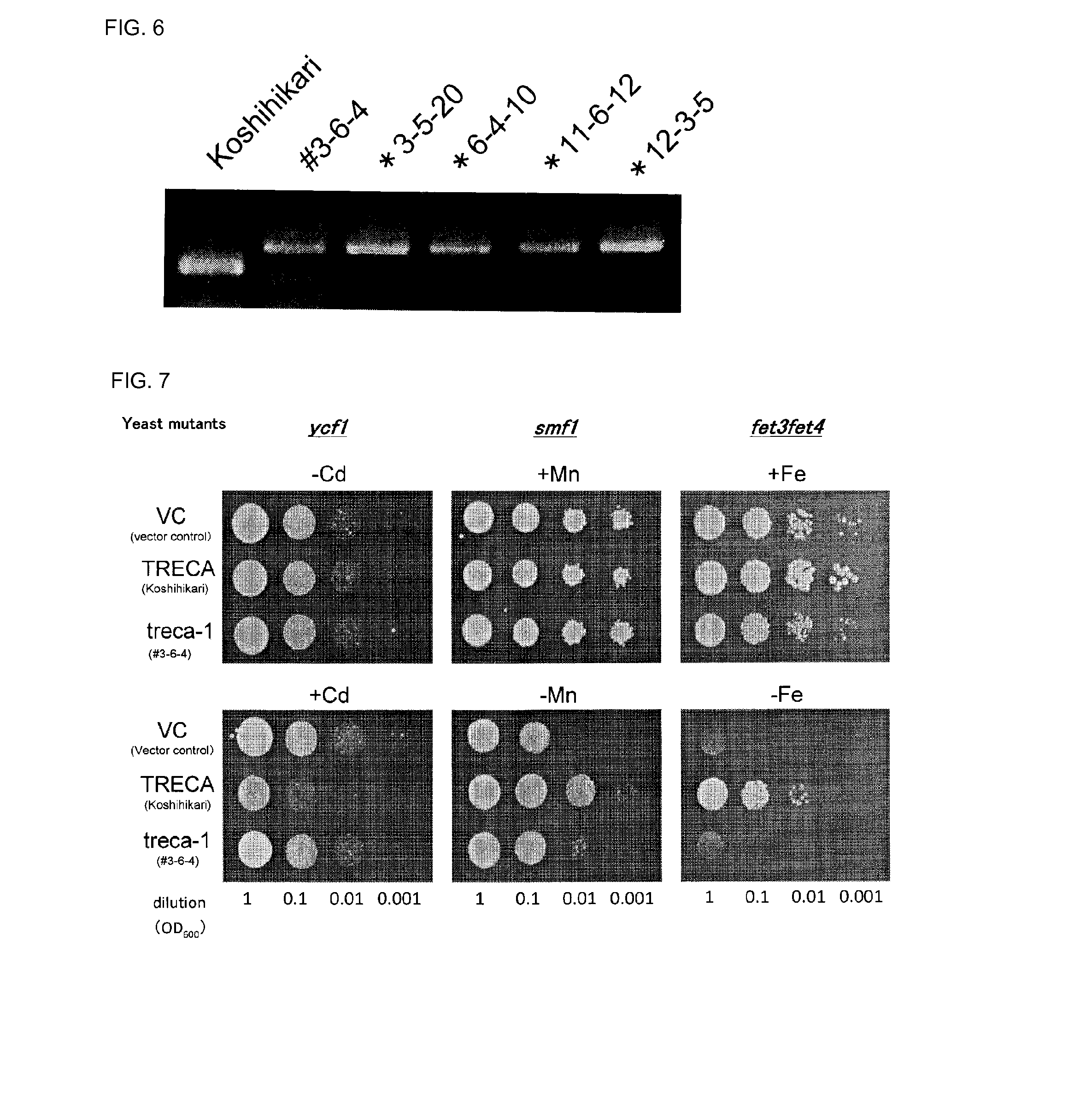 Cadmium absorption regulatory gene, protein and cadmium absorption-inhibiting rice plant