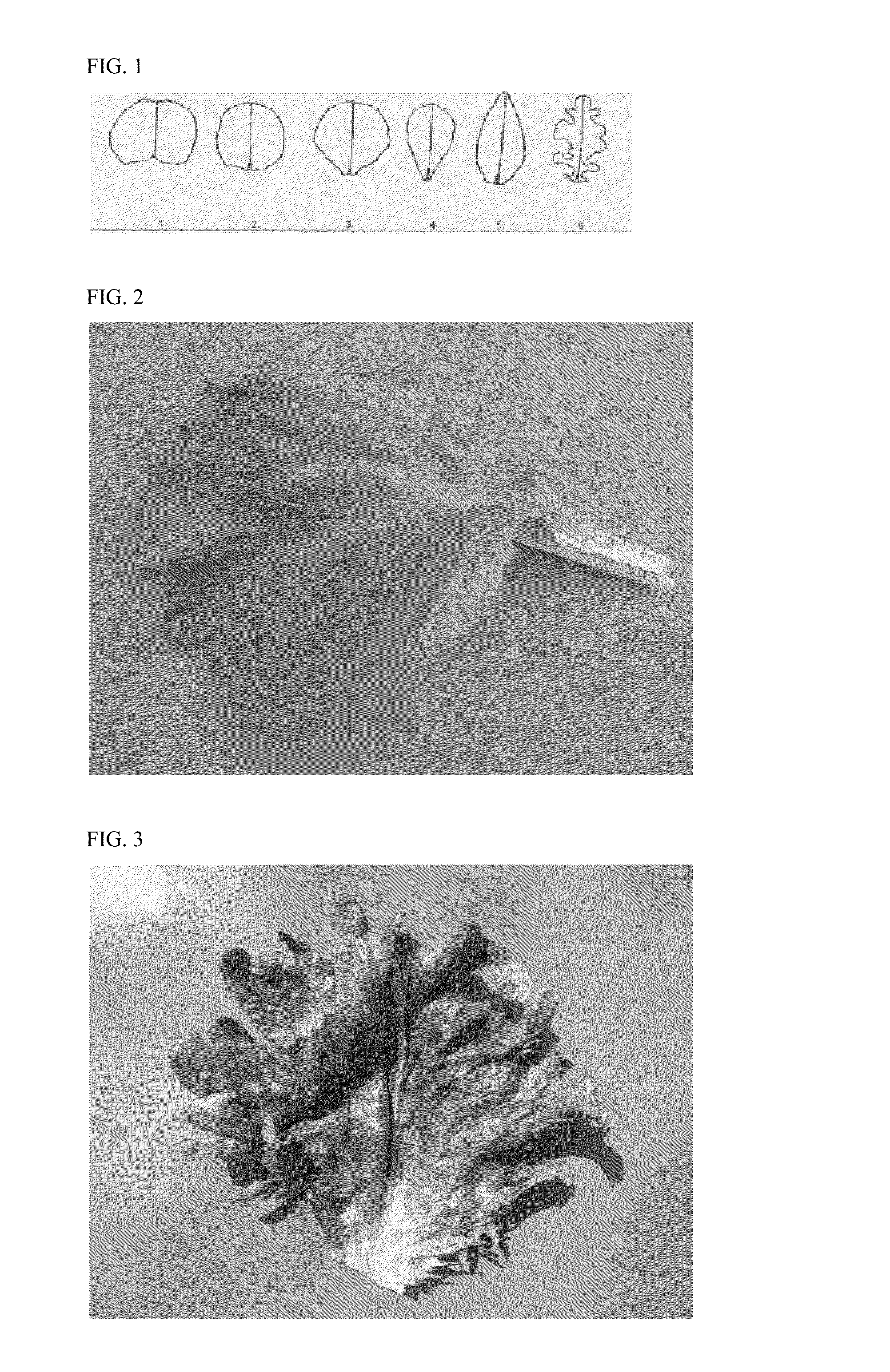 Lettuce variety 45-171 rz