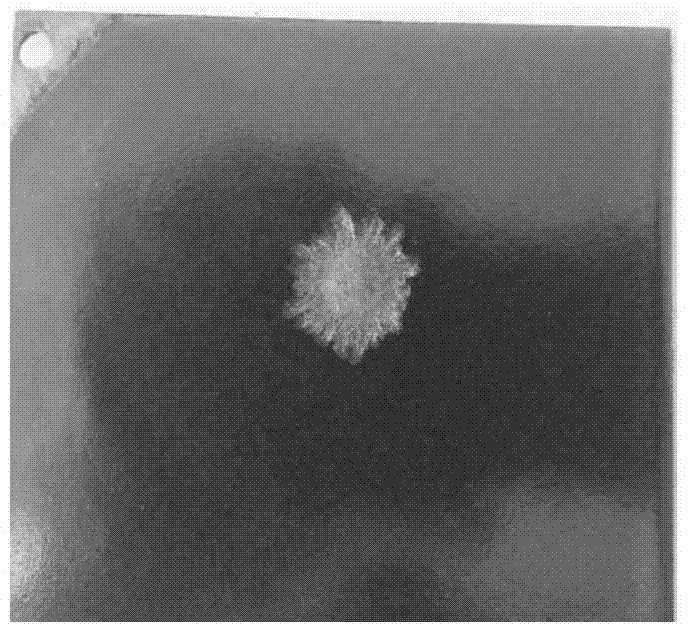 Vanadium-titanium enamel glaze and preparation method thereof