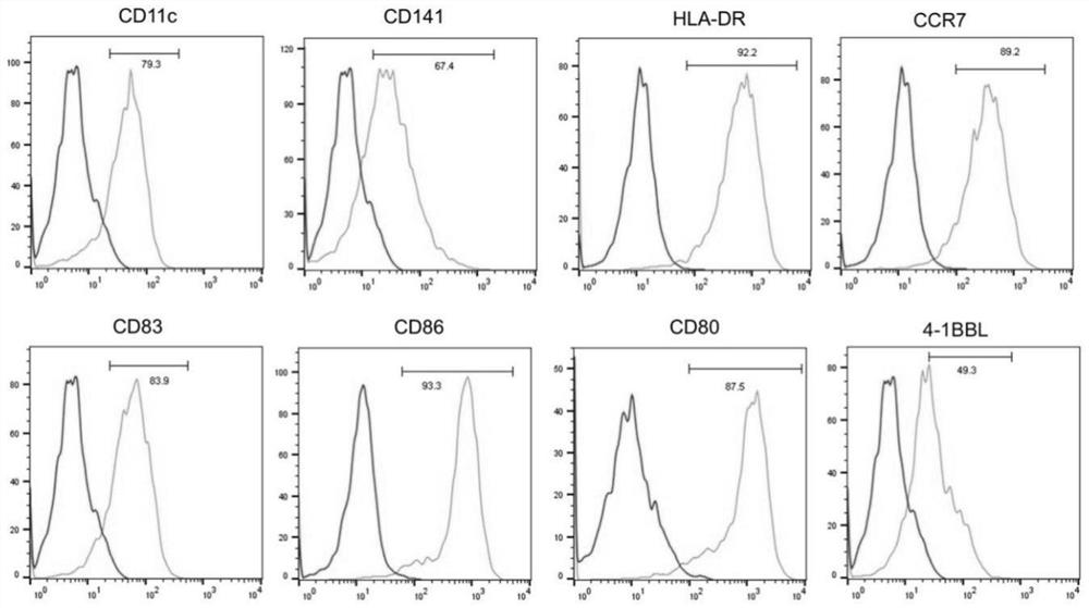 a tonsil-derived t  <sub>γδ</sub> Cell and preparation method and application thereof