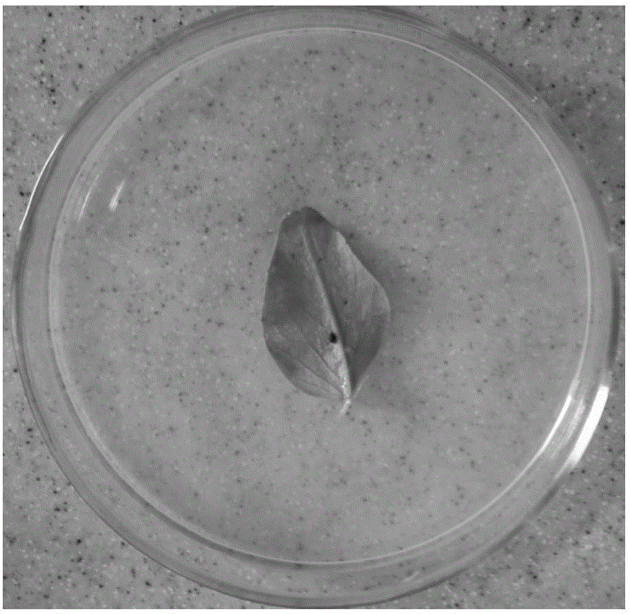 Method for rapidly identifying aphid resistance of mung beans