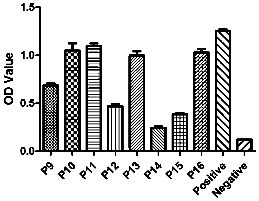 Canine parvovirus synthetic peptide vaccine and its preparation method and application