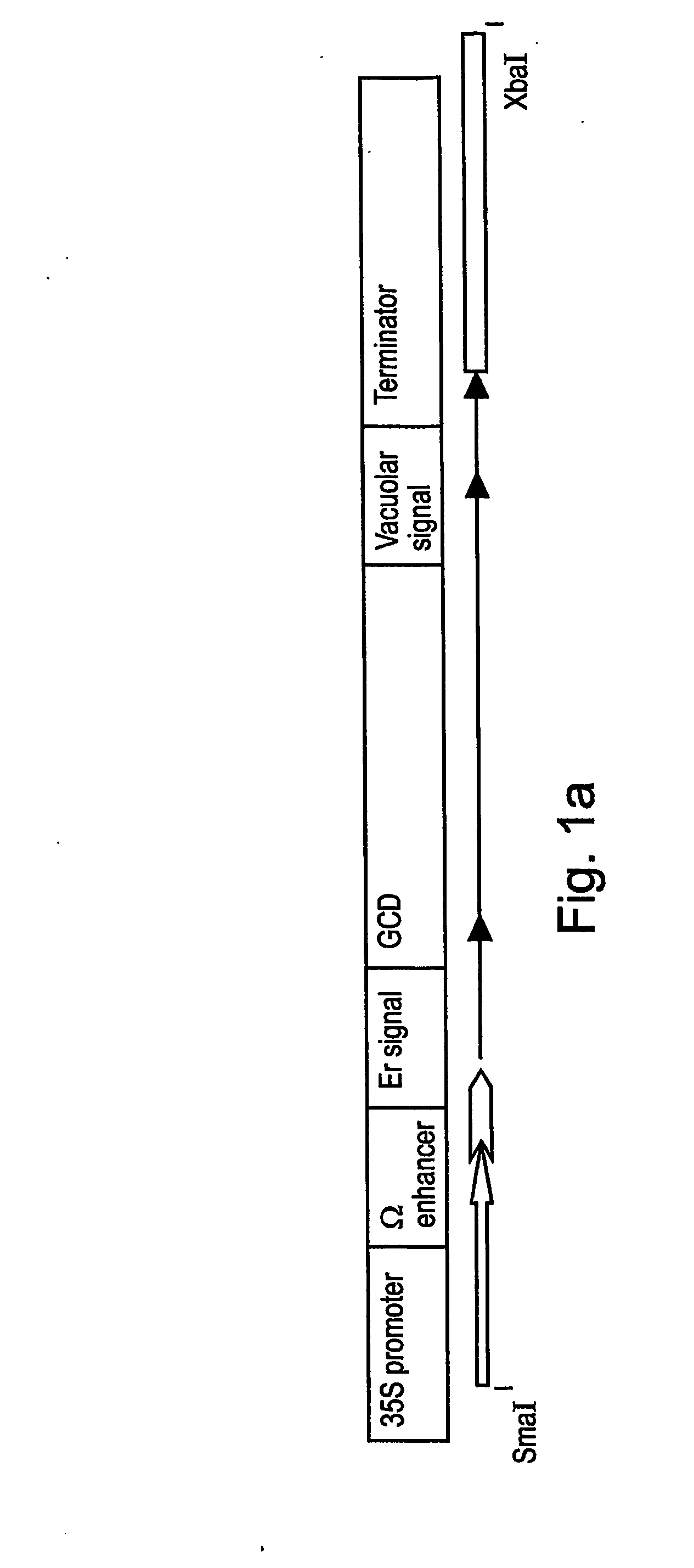 Production of high mannose proteins in plant culture