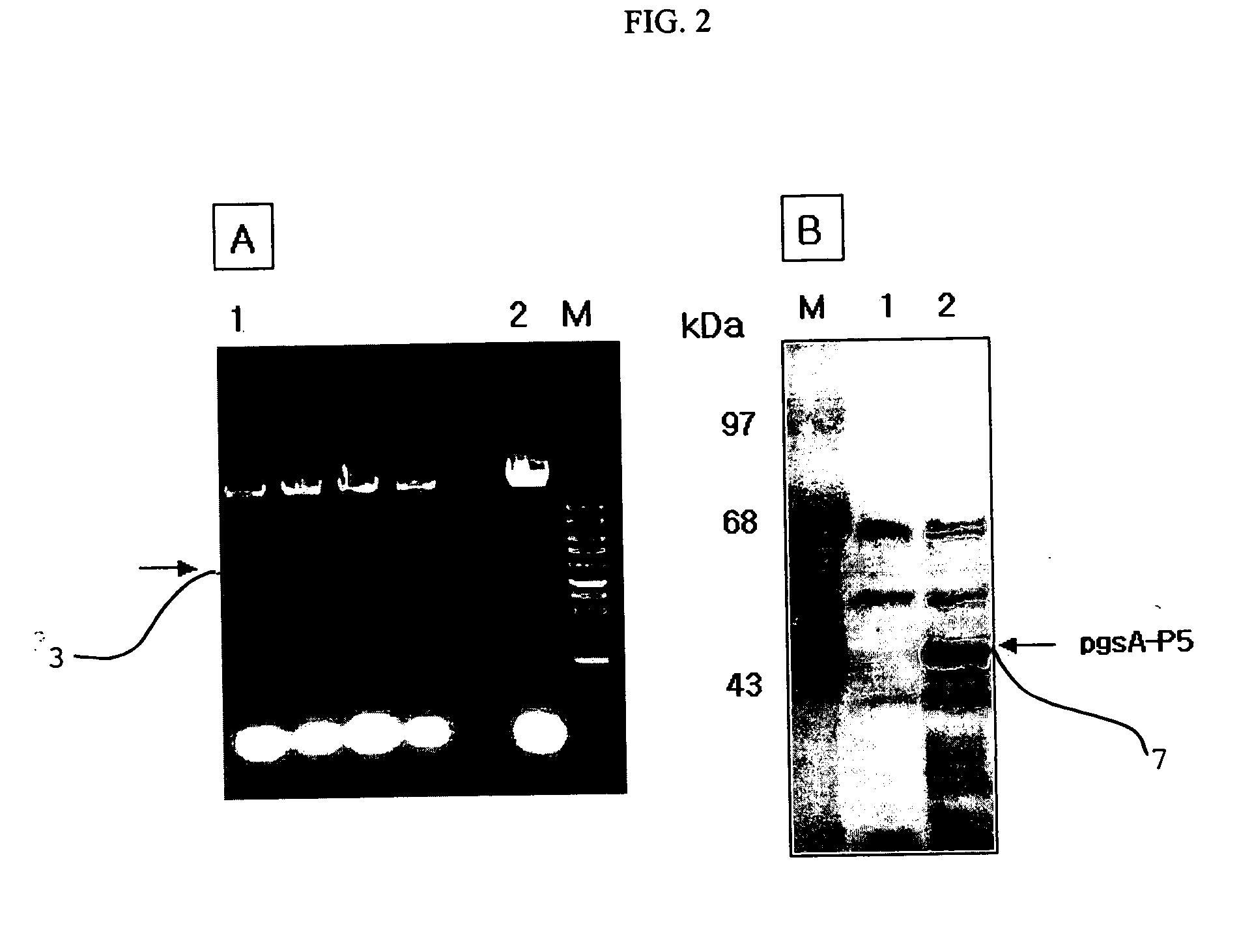 Surface expression method of peptides P5 and ANAL3 using the gene encoding poly-gamma-glutamate synthetase