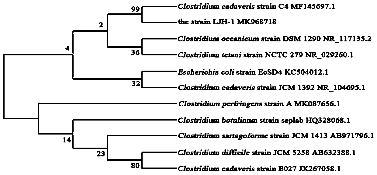 Detection kit for clostridium cadaveris from goat source