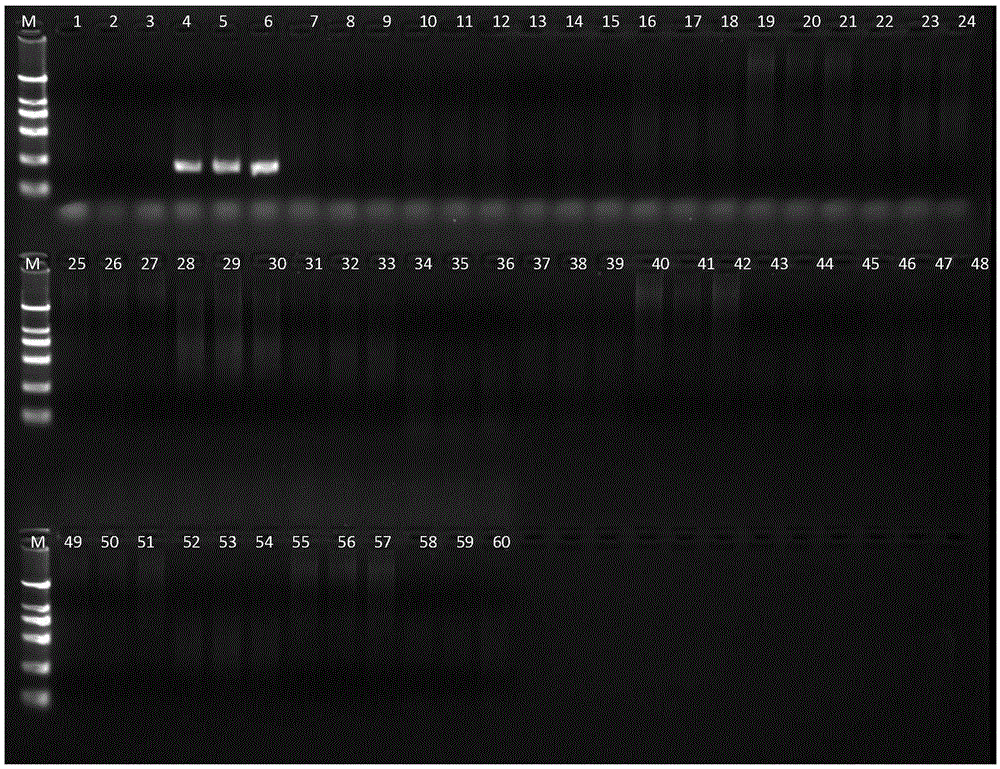 Multiplex PCR detection kit for mink origin component identification and identification of mink, rabbit and dog components in animal products