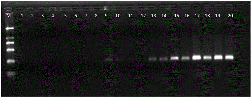 Multiplex PCR detection kit for mink origin component identification and identification of mink, rabbit and dog components in animal products