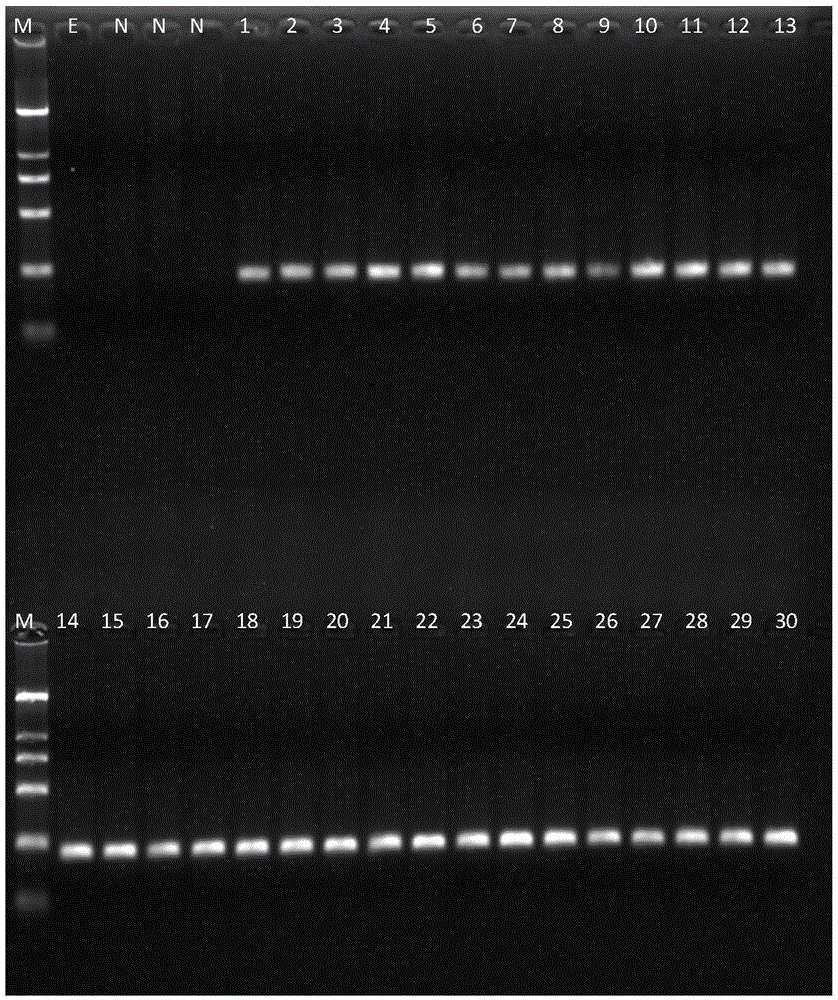 Multiplex PCR detection kit for mink origin component identification and identification of mink, rabbit and dog components in animal products