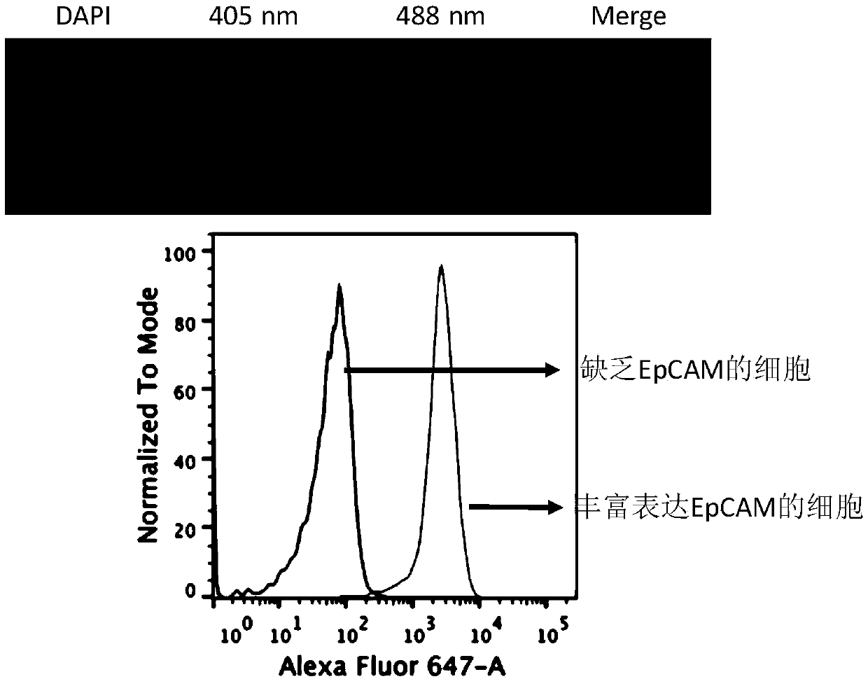 Fluorescence-magnetic resonance bimodal quantum dot and preparation and application method thereof