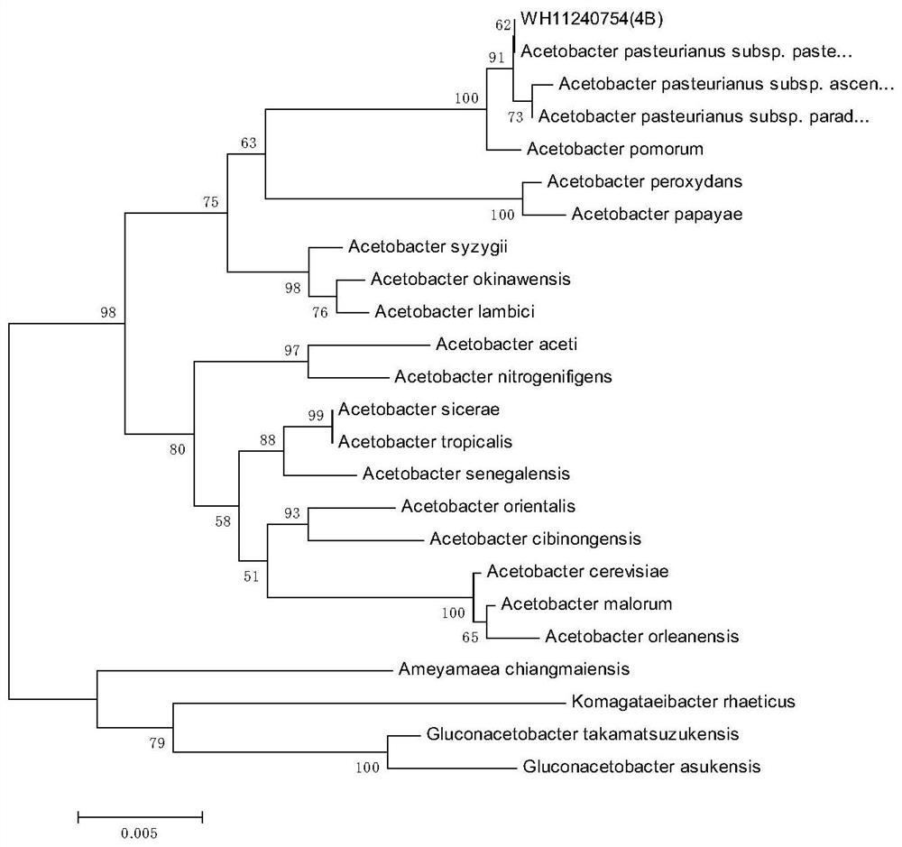 A strain of Acetobacter pasteurii used to convert ethanol to acetic acid and its application in fruit vinegar brewing