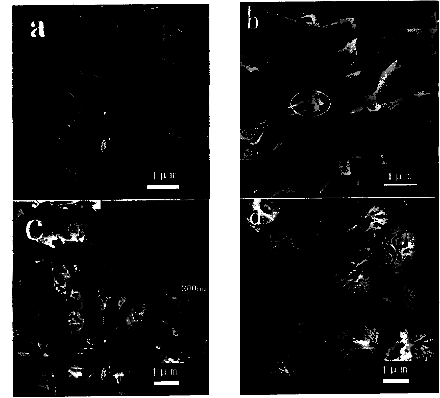 Bi2WO6 modified TiO2 nanobelt photocatalyst, preparation method and application thereof