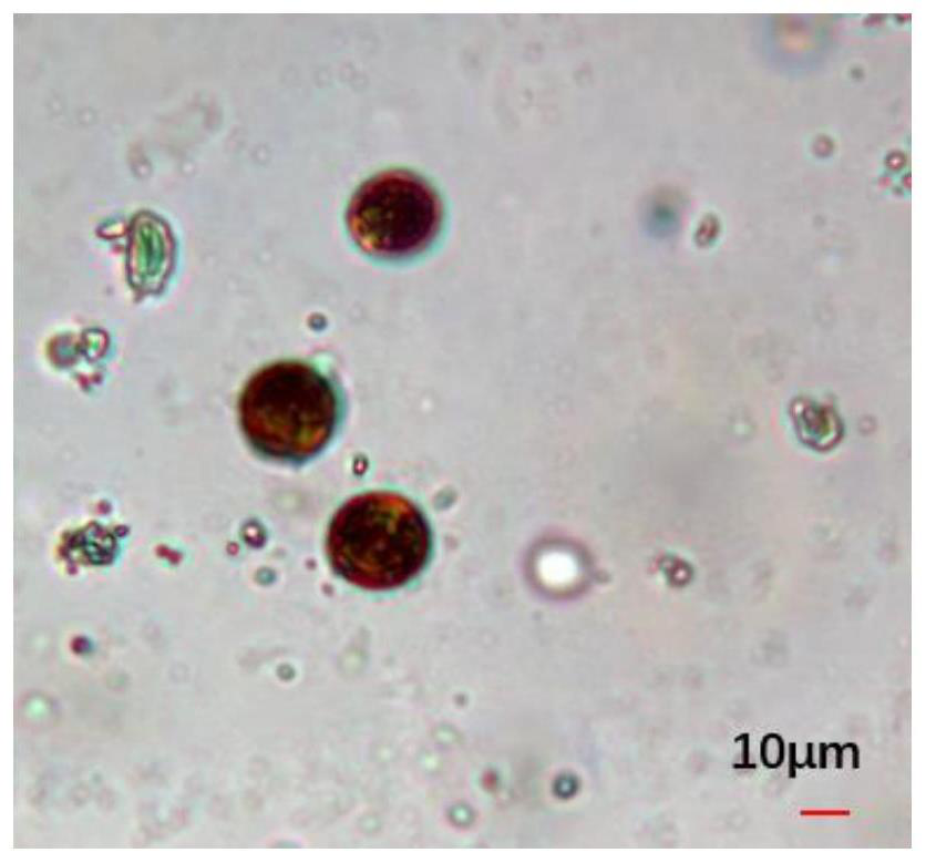 Hermatypic coral symbiotic zooxanthellae algal species as well as separation and purification method and culture method thereof