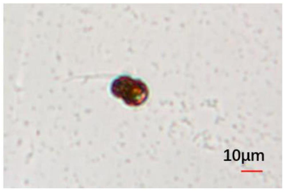 Hermatypic coral symbiotic zooxanthellae algal species as well as separation and purification method and culture method thereof