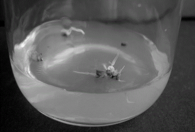 Cryopreservation and recovery culture methods for dioscorea alata protocrom-like bodies