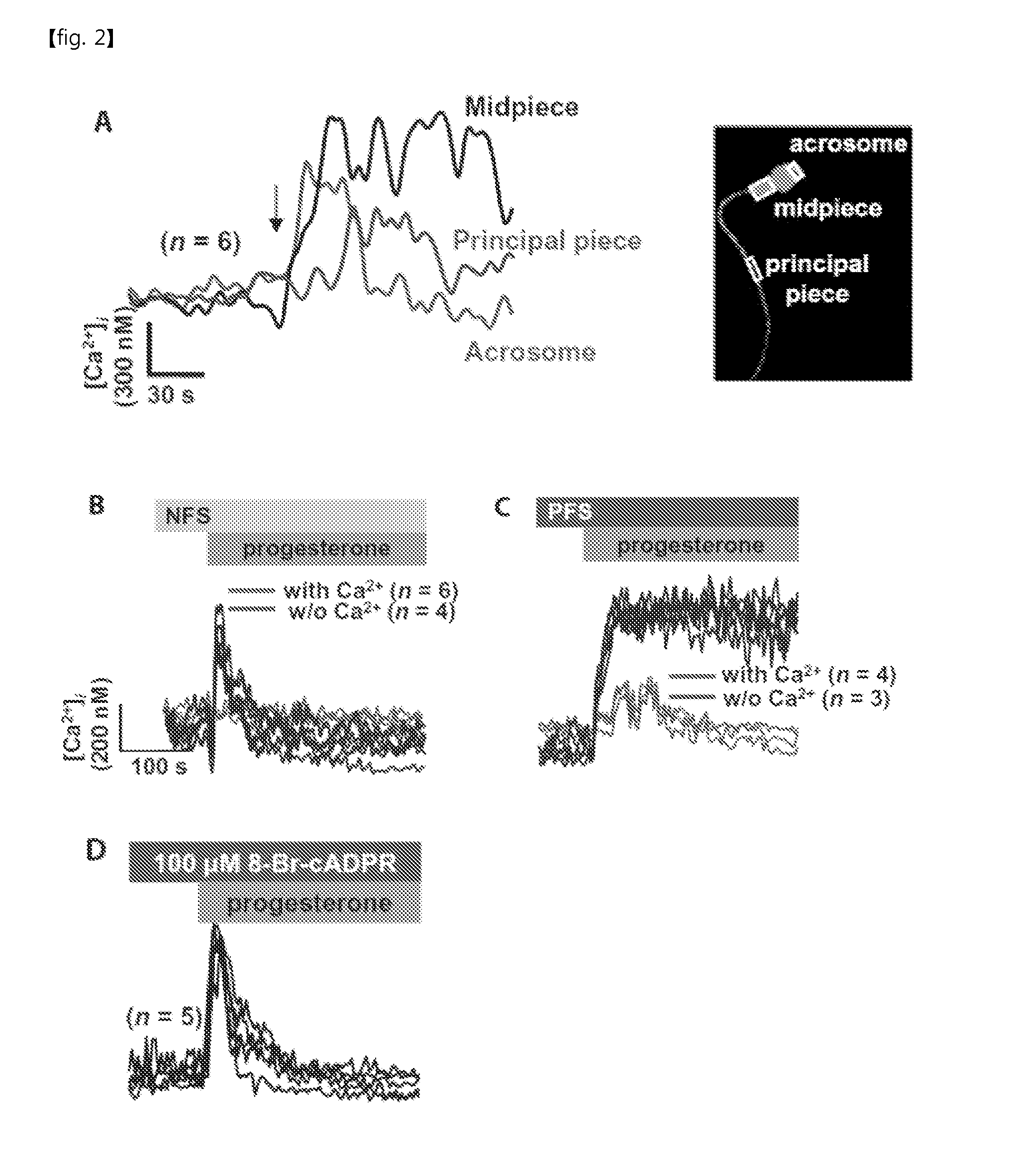 Method of regulating fertilizing ability using cyclic adp-ribose and cd38