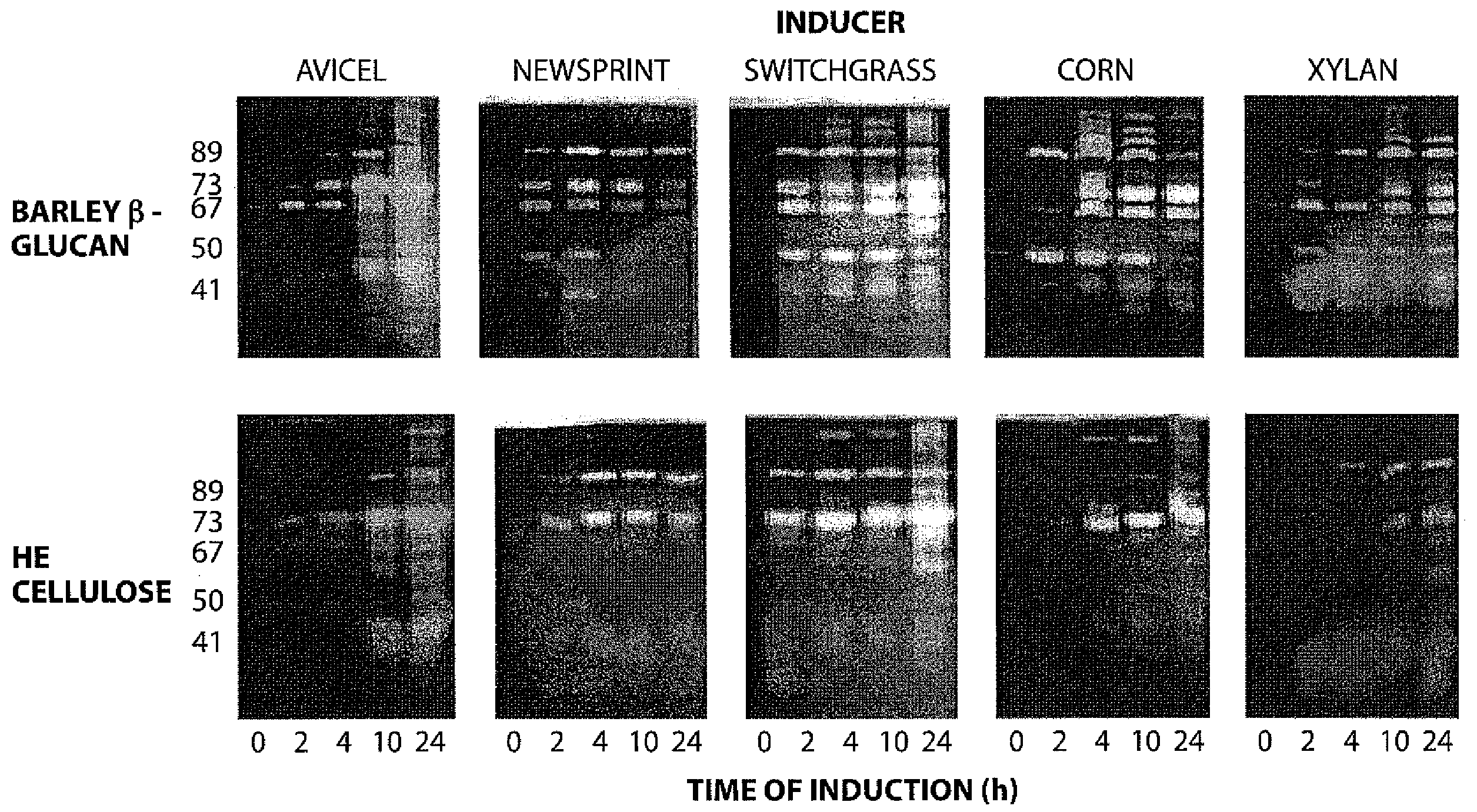 Carbohydrase expression during degradation of whole plant material by saccharophagus degradans