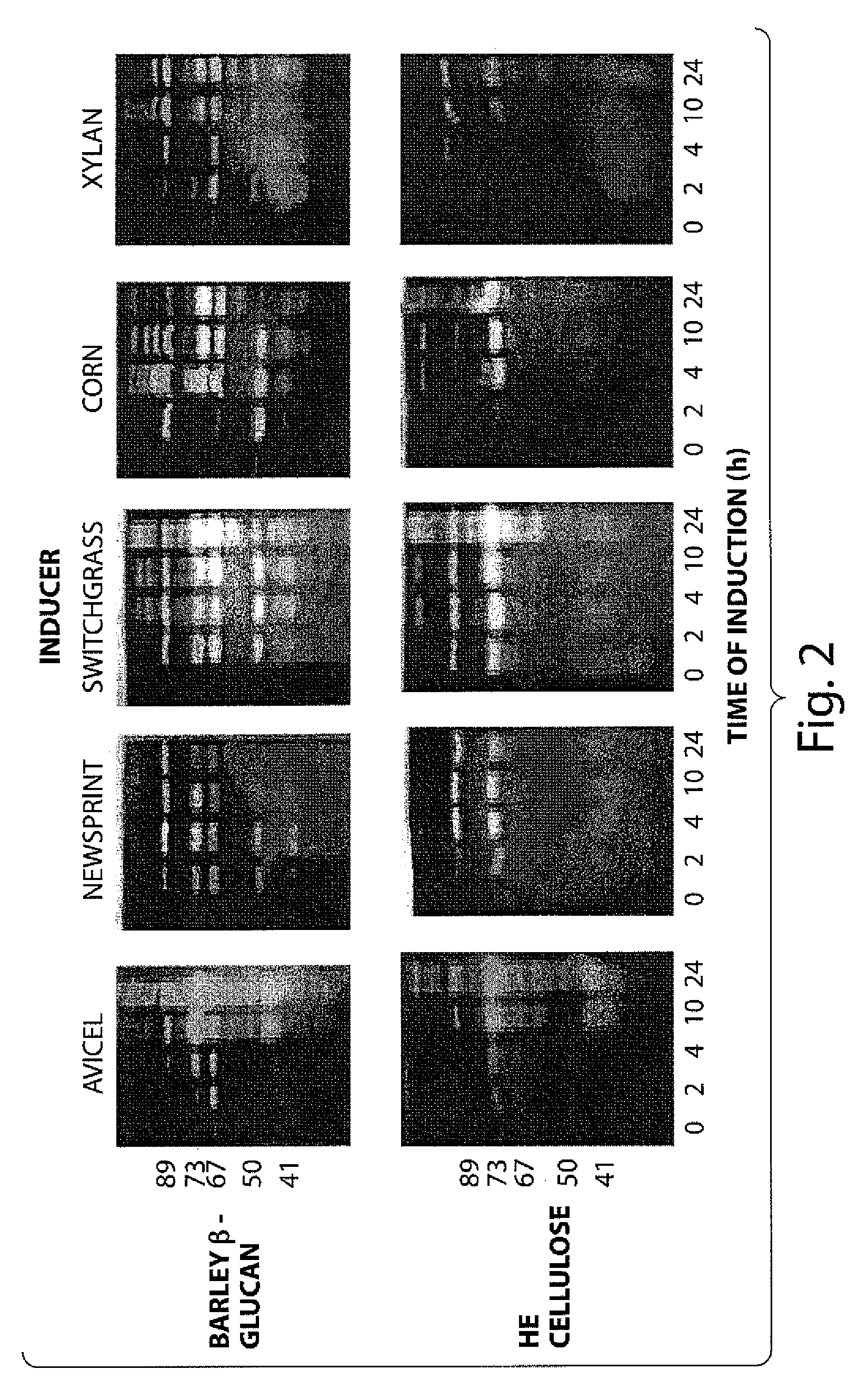 Carbohydrase expression during degradation of whole plant material by saccharophagus degradans