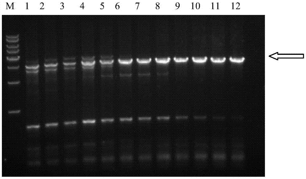 Preparation method and application of chondroitin sulfate ABC enzyme fusion protein