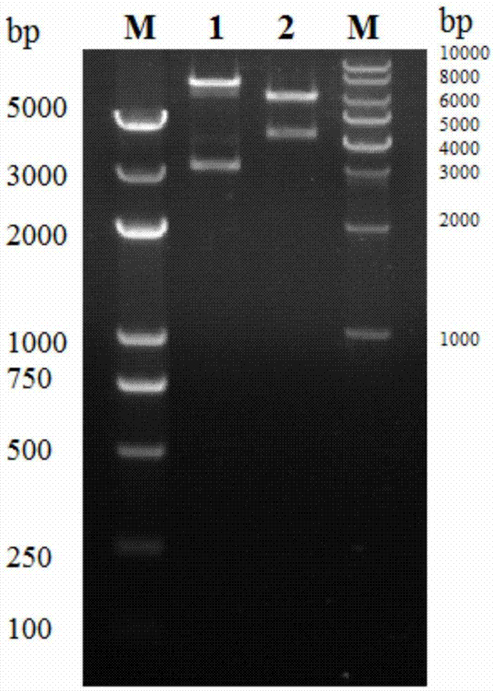 Preparation method and application of chondroitin sulfate ABC enzyme fusion protein