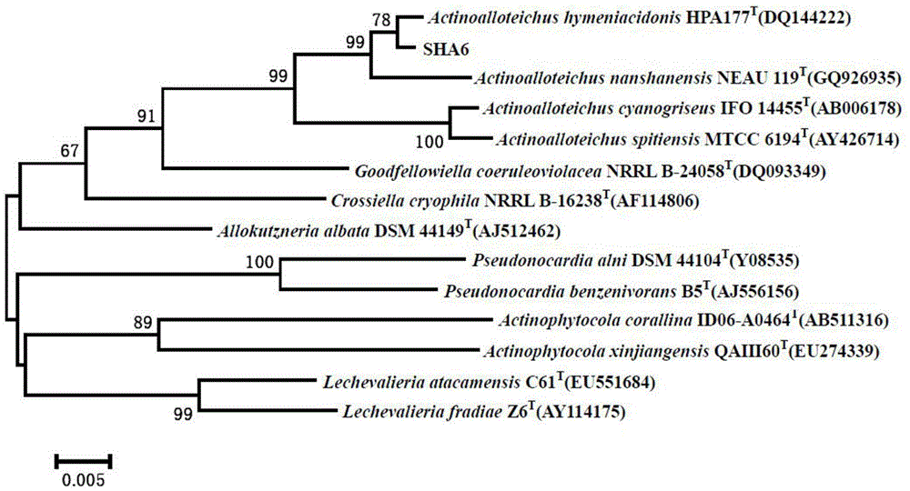 Actinoalloteichus sp., three antifungal maclafungin compounds, and preparation method and application of compounds