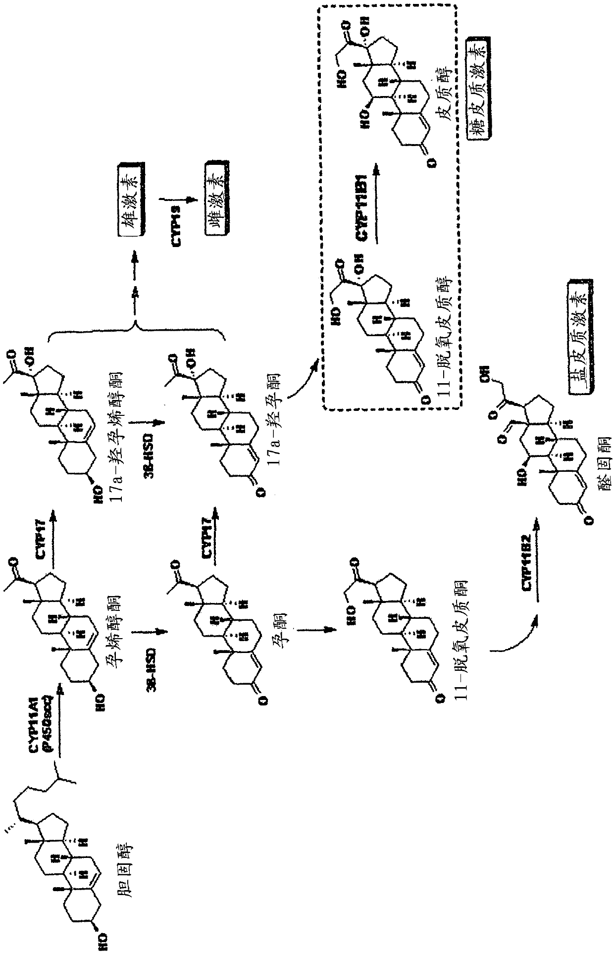 A plant extract and compounds for use in wound healing