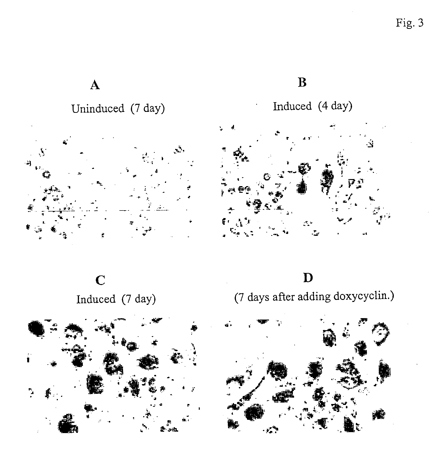 Telomerase reverse transcriptase fragments and uses thereof